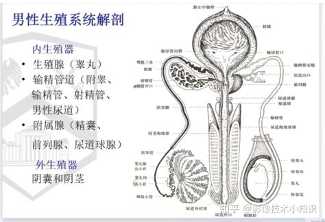 男性生殖系統|男性生殖系统结构